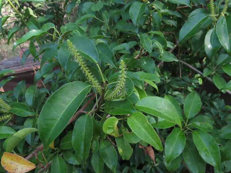 Excoecaria agallocha