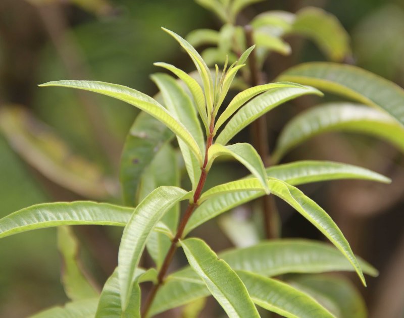 Aloysia citriodora