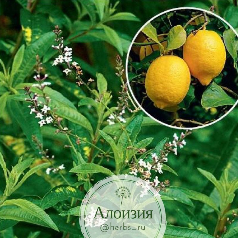 Almond Bush (Aloysia virgata)
