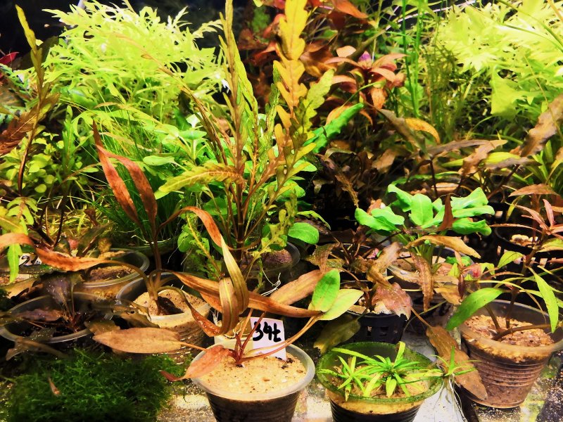 Cryptocoryne matakensis Матакская