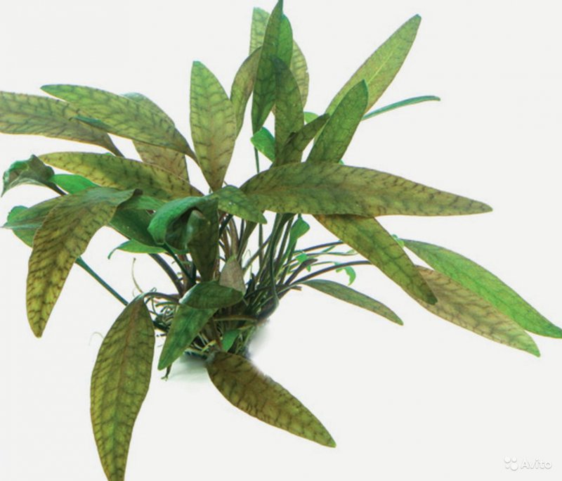Cryptocoryne cordata Криптокорина сердцевидная