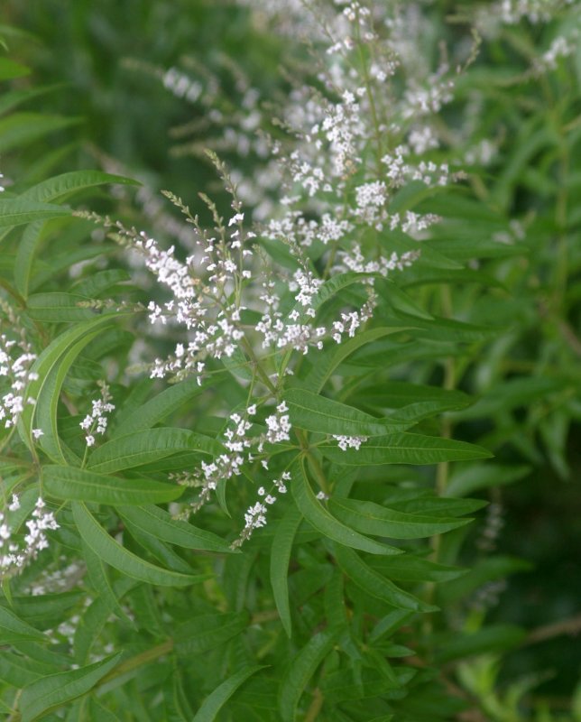 Aloysia virgata Bush