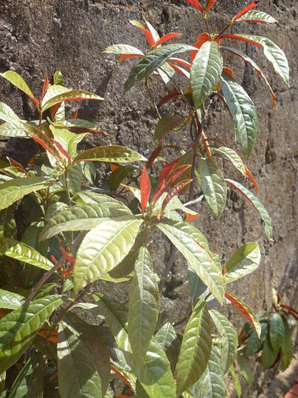 Excoecaria cochinchinensis
