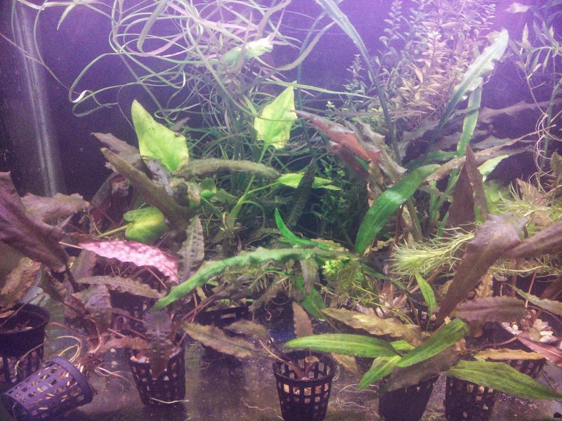 Криптокорина апоногетонолистная (Cryptocoryne aponogetifolia)