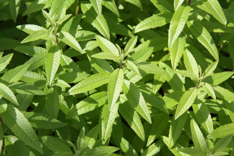 Blu-Blumen Zitronenverbene (Aloysia citrodora) перевод на русский