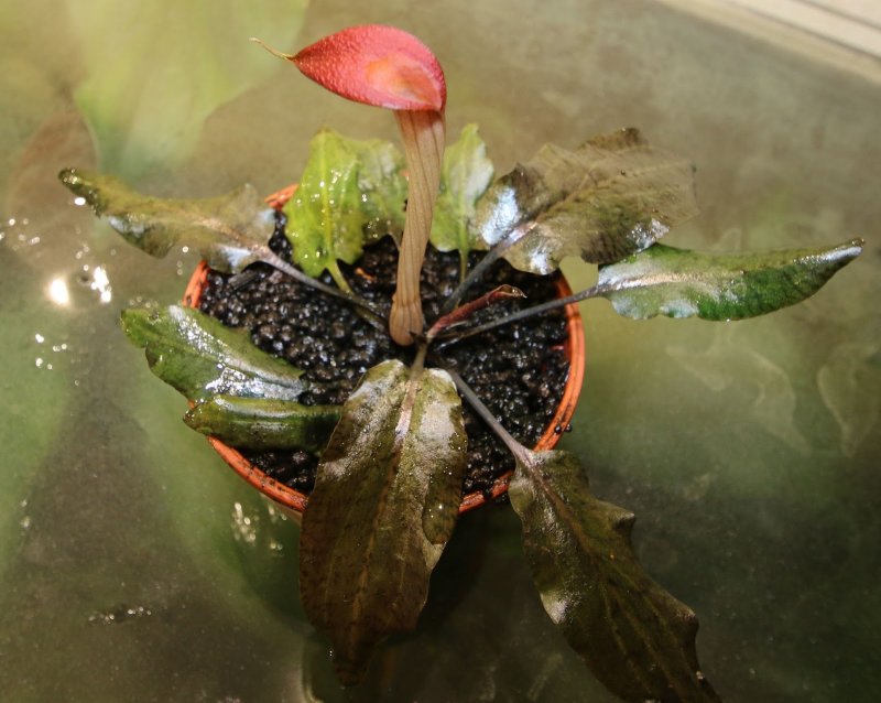 Криптокорина purpurea