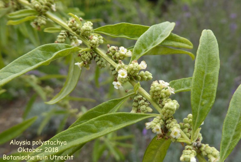 Aloysia triphylla