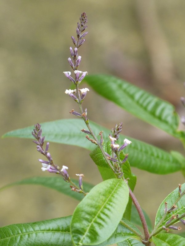 Aloysia triphylla