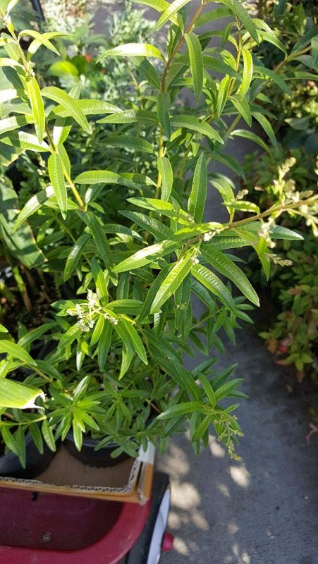 Aloysia citriodora
