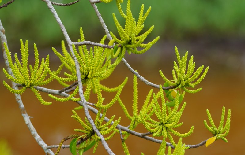 Крылотычинник Aethionema oppositifolium