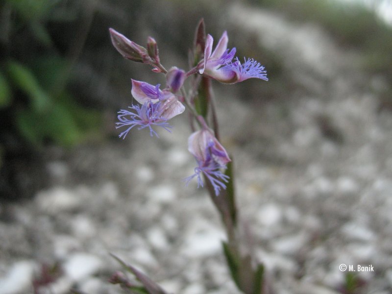 Истод Сибирский (Polygala sibirica l.)