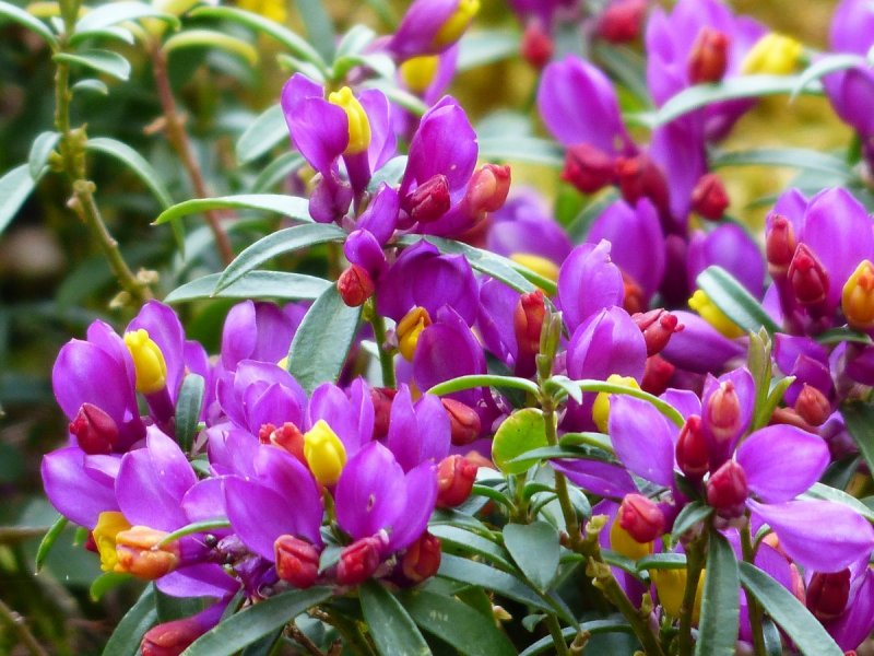 Истод Polygala chamaebuxus 'grandiflora'