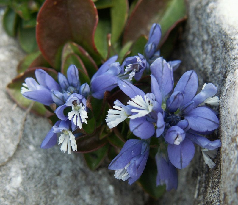 Polygala calcarea Истод известковый
