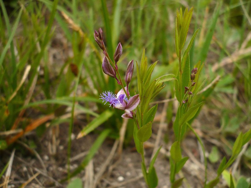 Истод Сибирский ( Polygala sibirica)