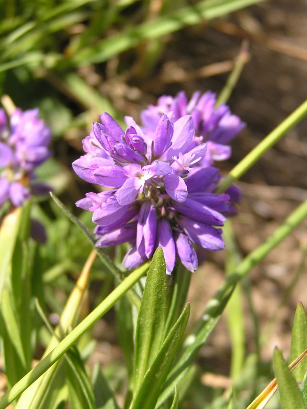 Истод хохлатый - Polygala comosa Schkuhr