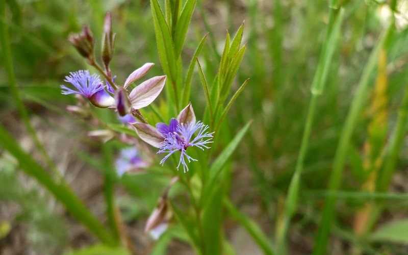 Истод Сибирский ( Polygala sibirica)