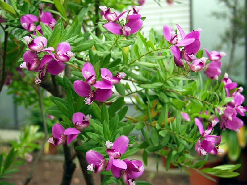 Polygala myrtifolia (Истод)
