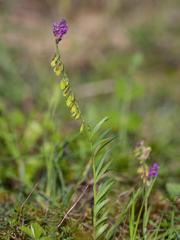 Истод хохлатый Polygala comosa