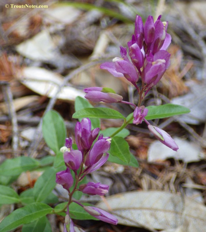 Polygala hybrida DC.