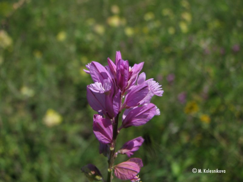 Polygala cretacea