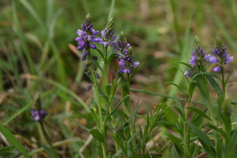 Polygala calcarea Истод известковый