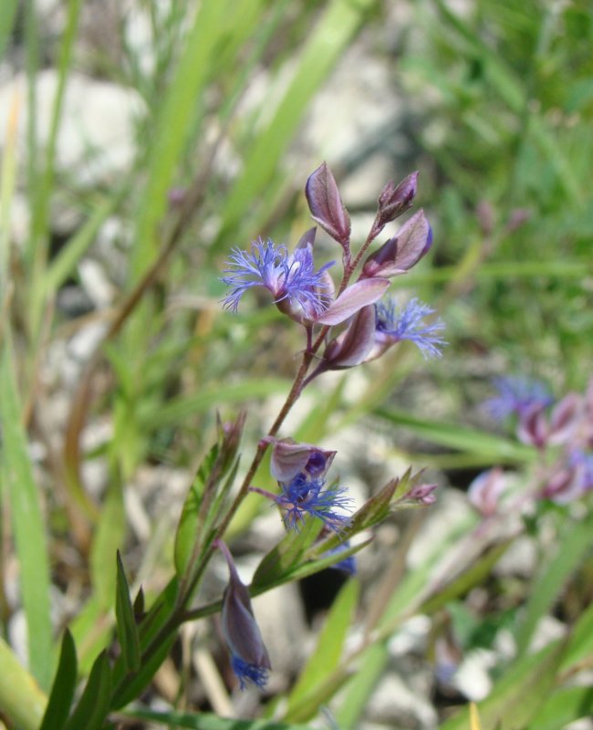 Истод Сибирский ( Polygala sibirica)
