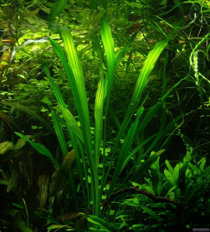Эхинодорус уругвайский Echinodorus uruguayensis