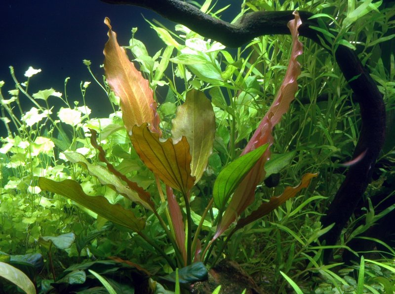Echinodorus Rose