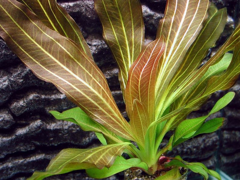 Эхинодорус Рубин Echinodorus Rubin