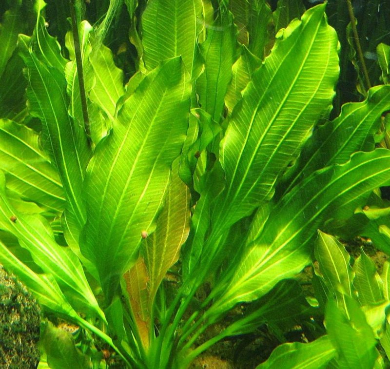 Эхинодорус амазонский (Echinodorus amazonicus)