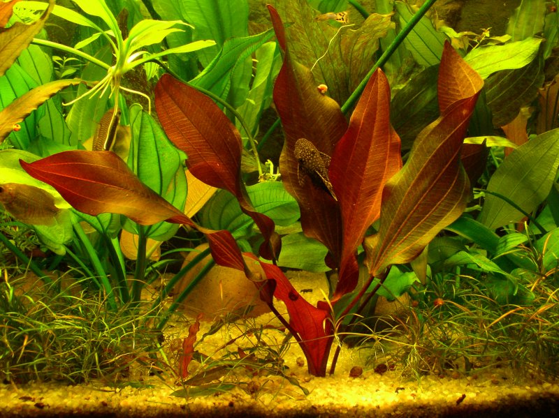 Эхинодорус Рубин Echinodorus Rubin