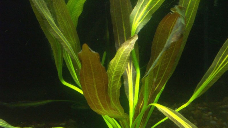 Эхинодорус уругвайский Echinodorus uruguayensis