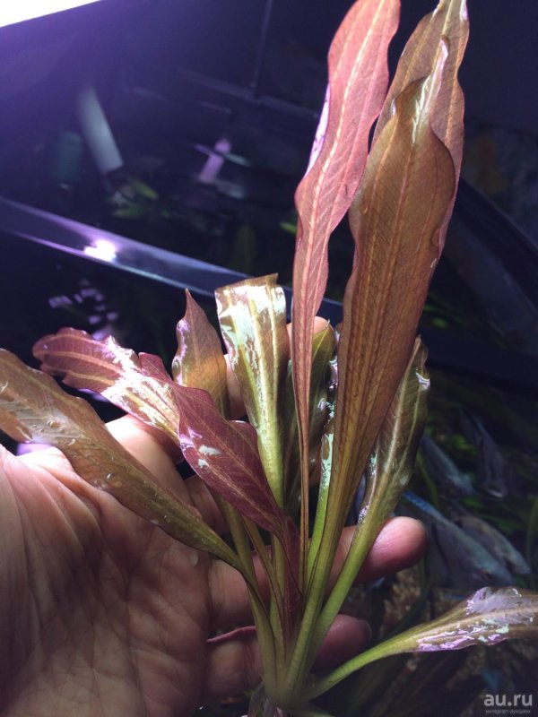 Echinodorus Red Rubin Эхинодорус ред Рубин