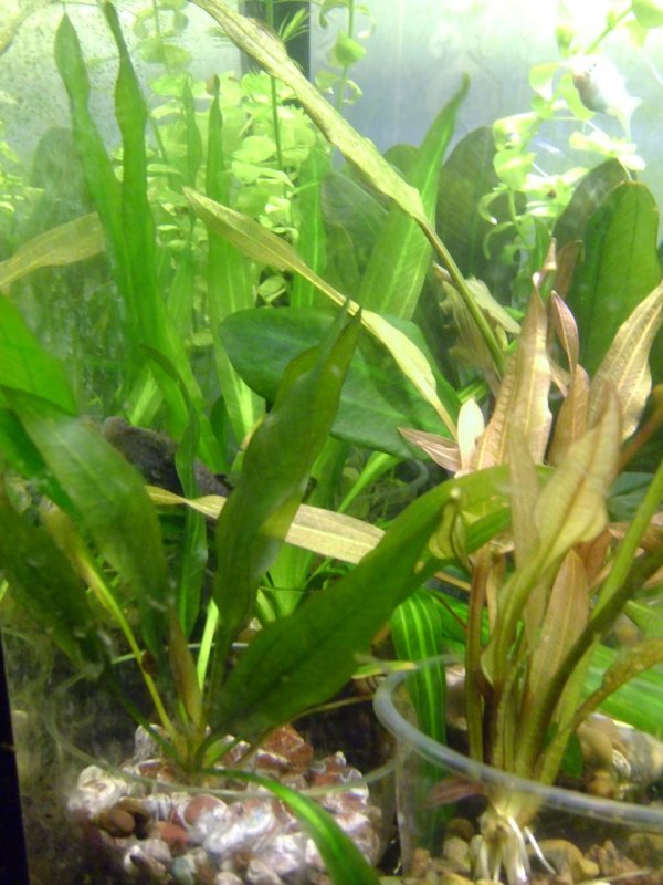 Эхинодорус "Оцелот" (Echinodorus Ozelot)