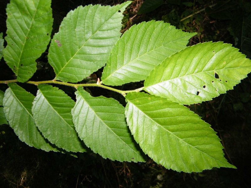 Ulmus davidiana var. Japonica
