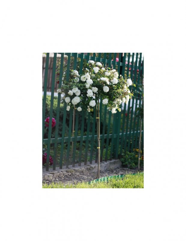 Роза "аспирин Розе" (Aspirin Rose)