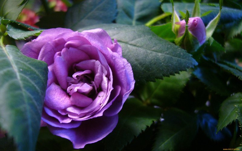 Blooming Rose Цветущая роза