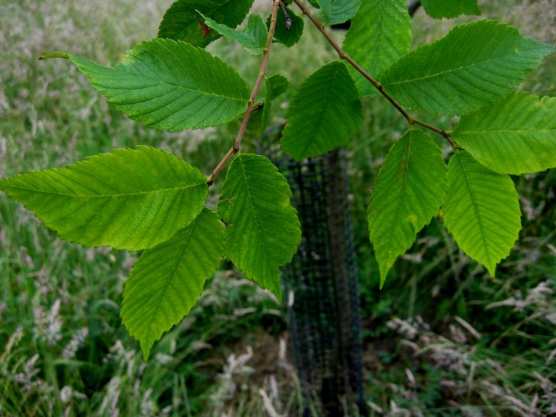 Вяз приземистый Ulmus pumila
