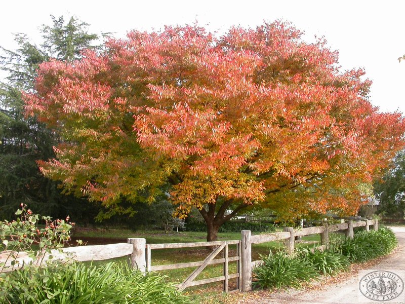 Зельква японская(Zelkova serrata)