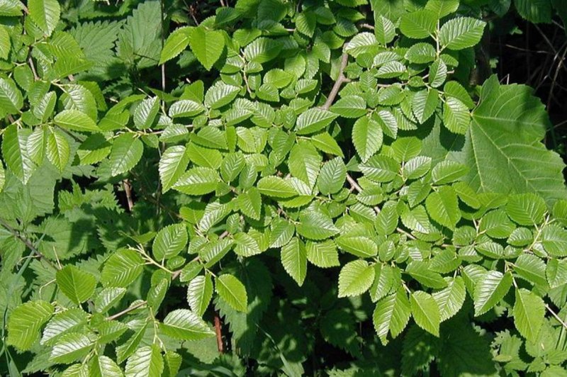Ulmus Minor листья