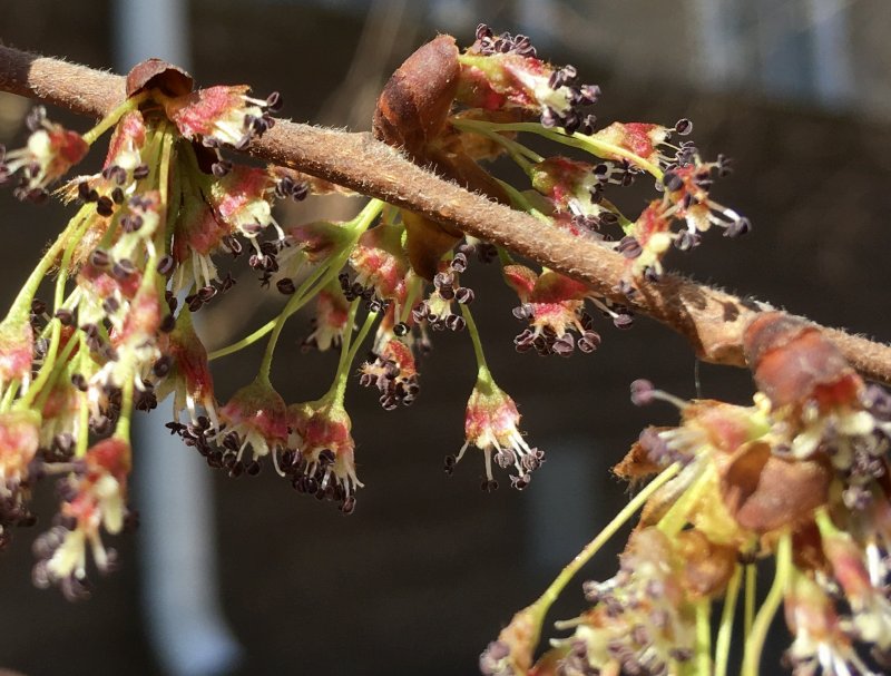 Ulmus laevis glabra
