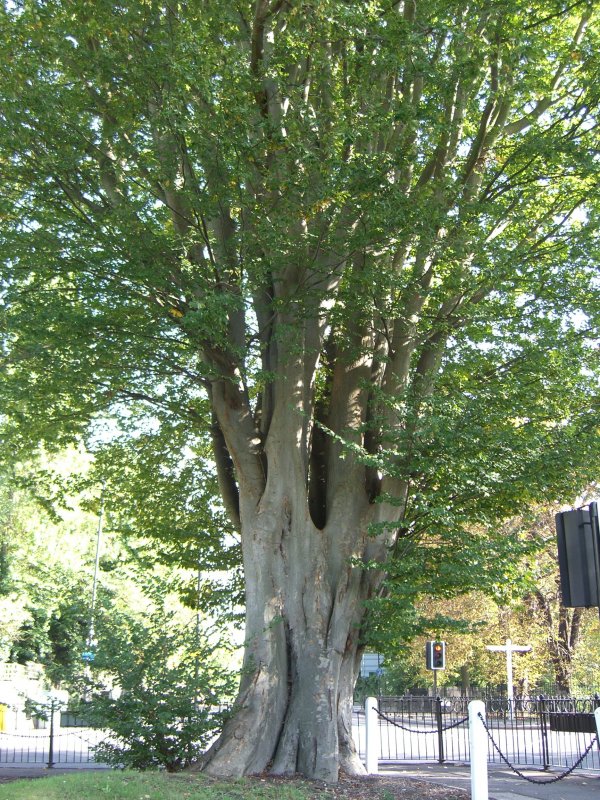Карагач Ulmus parvifolia