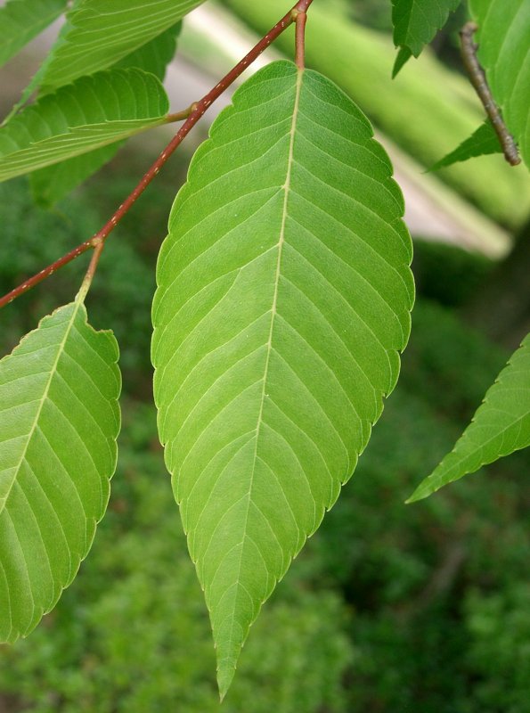 Ulmus parvifolia бонсай