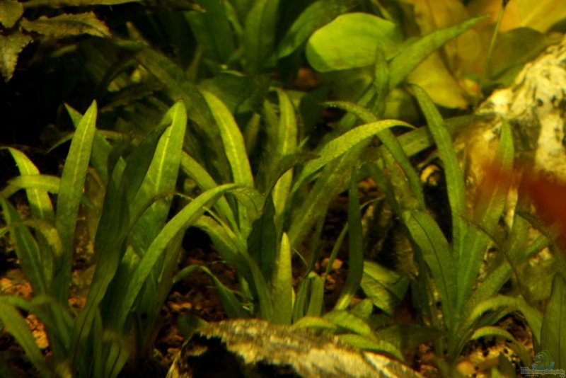 Echinodorus "little Mystery"