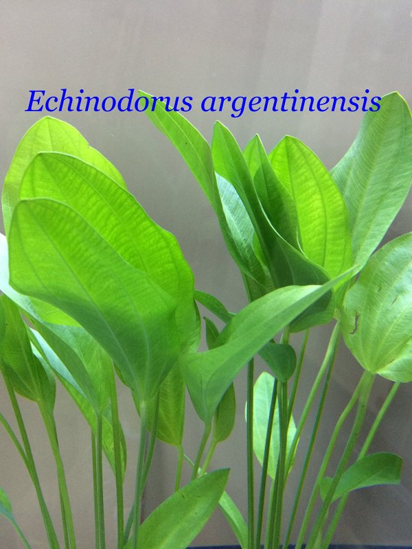 Эхинодорус Argentinensis