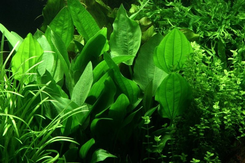 Эхинодорус лопатолистный Echinodorus palaefolius