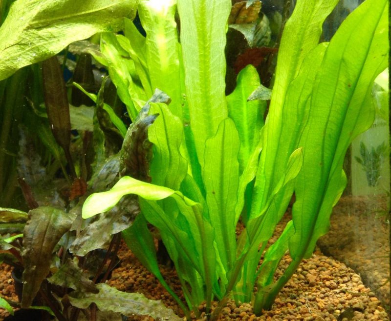 Эхинодорус аргентинский Echinodorus Argentinensis