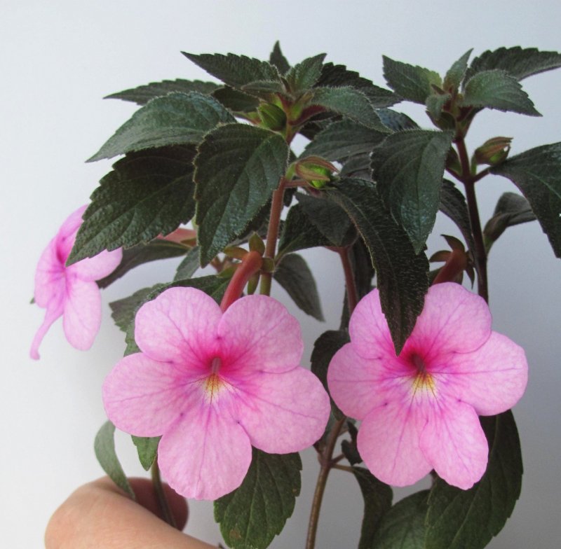 Achimenes Yellow Fever