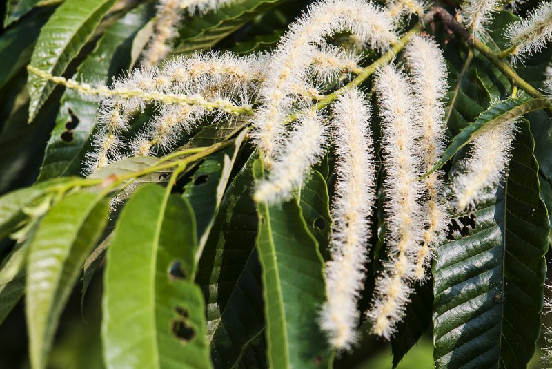 Castanea crenata