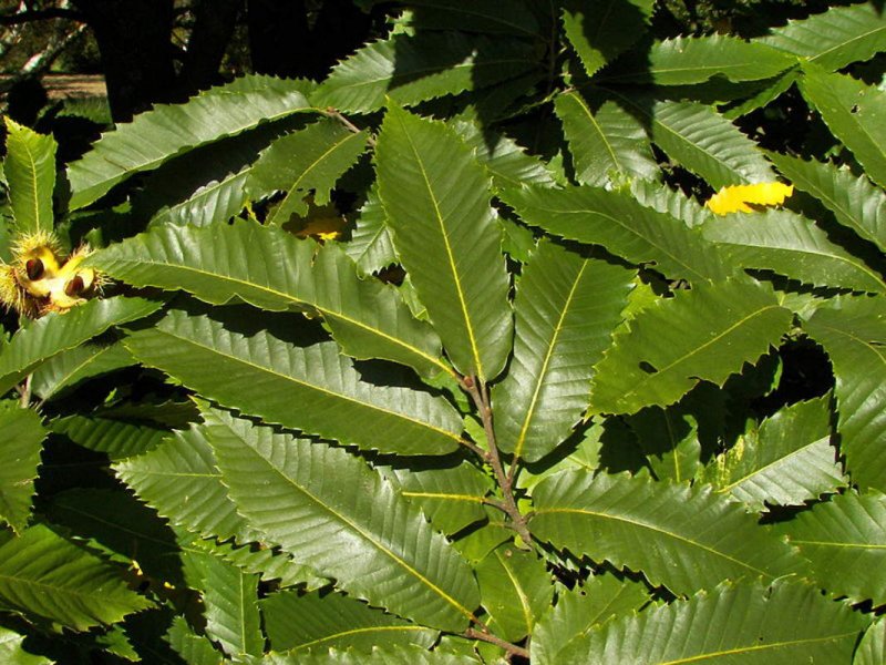 Каштан посевной – Castanea Sativa